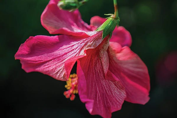 Hibiscus VII