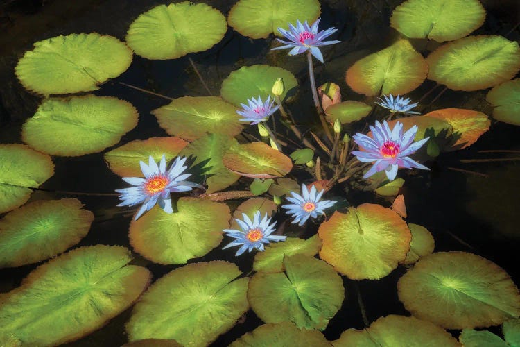 Tropical Lillies by Dennis Frates wall art