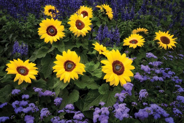 Fine Art Print: Sunflower Display by Dennis Frates