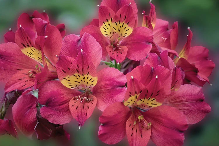 Tropical Florals by Dennis Frates wall art