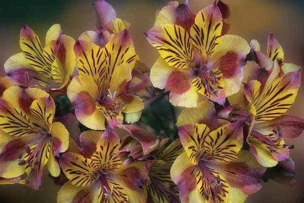 Tropical Florals II
