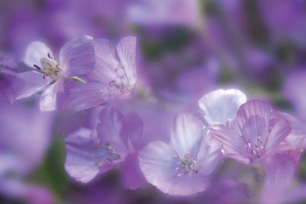 Dennis Frates: Colorful Last Spring Flowers by Dennis Frates