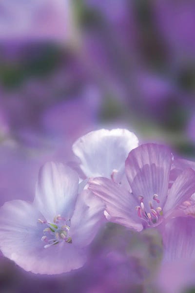 Colorful Last Spring Flowers II