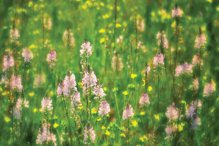 Wildflowers by Dennis Frates wall art