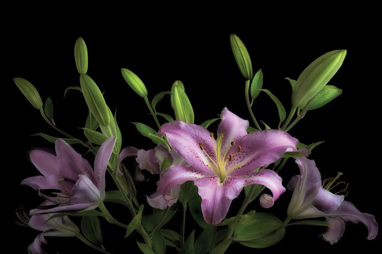 Tiger Lily Blooms by Dennis Frates wall art