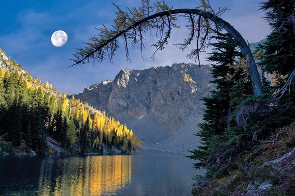 Evergreen Trees: Autumn Moon Reflection by Dennis Frates