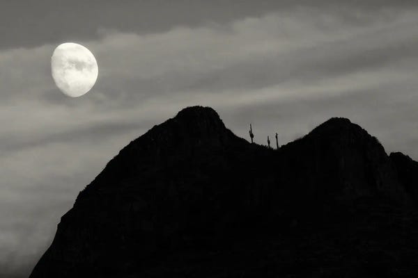 Dennis Frates: Moonset Over Saguaro Cactus by Dennis Frates