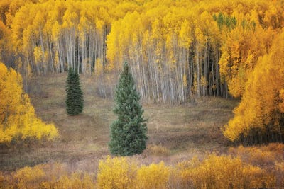 Dingley Green - Canvas Prints: Two Fir With Aspens by Dennis Frates