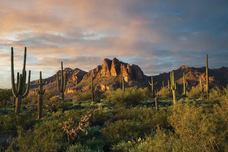 Dennis Frates: Superstition Mountains And Cactus by Dennis Frates
