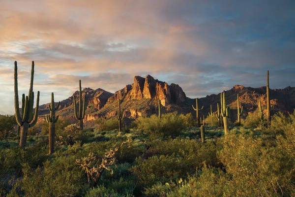 Superstition Mountains And Cactus