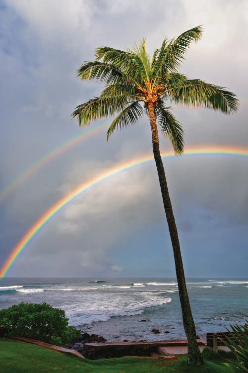 Dennis Frates: Palm Rainbow III by Dennis Frates