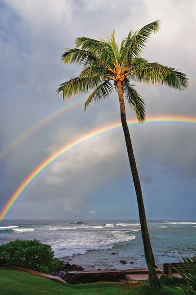 Palm Rainbow III