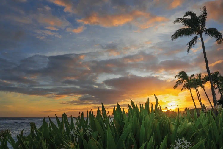 Dennis Frates: Palm Sunset III by Dennis Frates