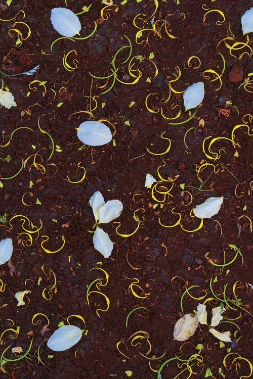 Dennis Frates: Shower Tree Blossoms II by Dennis Frates