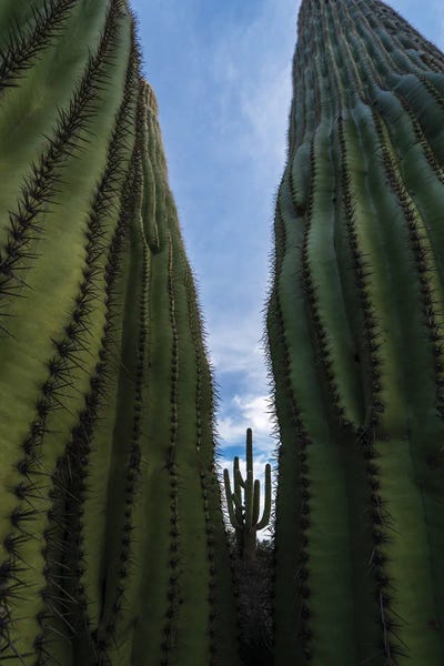 Spring Leaves - Canvas Prints: Framed Cactus by Dennis Frates