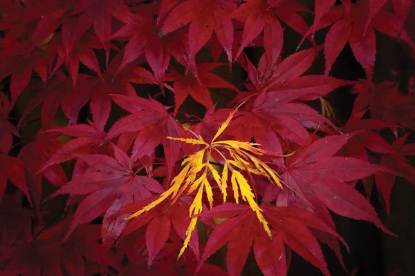 Autumn Maple Leaves II