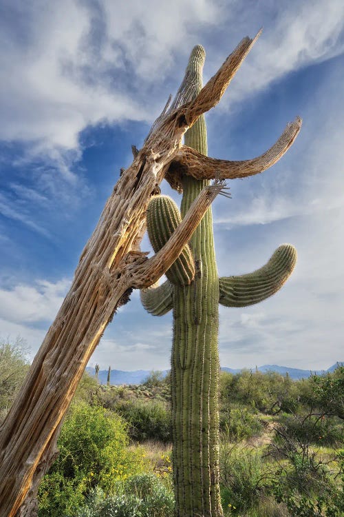 Dennis Frates: New And Old by Dennis Frates