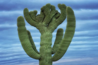 Spring Leaves - Canvas Prints: Crested Saguaro II by Dennis Frates