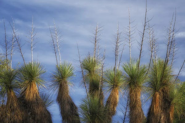 Fine Art Print: Cactus Display by Dennis Frates