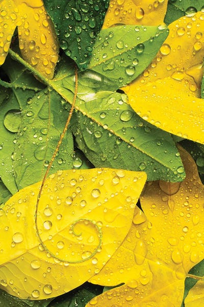 Dennis Frates: Fall Colored Leaves With Rain Drops And Passion Flower Tendrill, Oregon by Dennis Frates