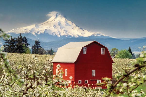 Mt. Hood Barn And Pear Orchard. Hood River, Oregon