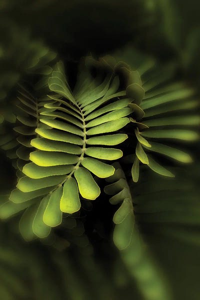 Dennis Frates - Multi Panel Prints: Tropical Vine by Dennis Frates