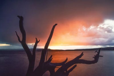 Dennis Frates - Multi Panel Prints: Tree Sihouette Sunset by Dennis Frates