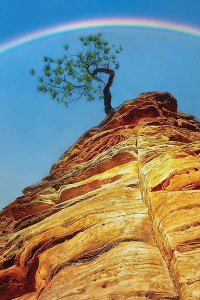Dennis Frates: Bonsai Tree Rainbow by Dennis Frates