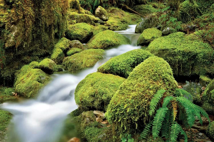Quiet Stream by Dennis Frates wall art