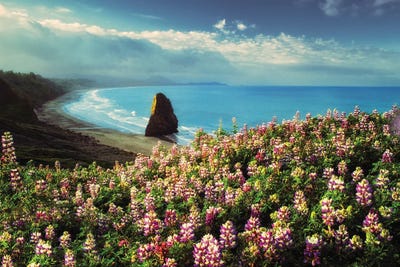 Dennis Frates - Multi Panel Prints: Coastal Lupines by Dennis Frates