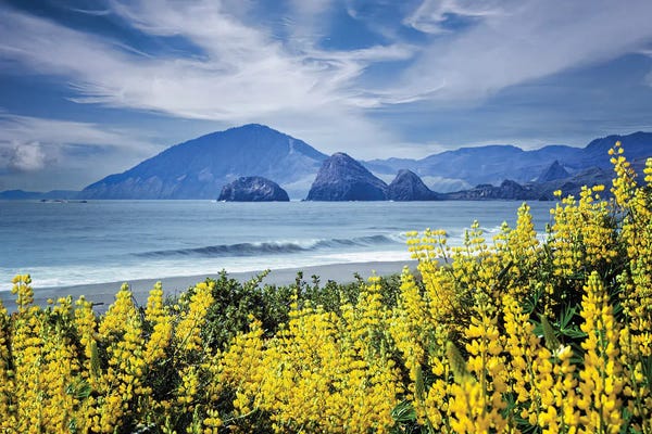 California Wildflowers V