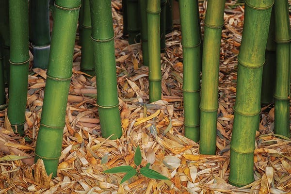 Dennis Frates: Bamboo Young by Dennis Frates