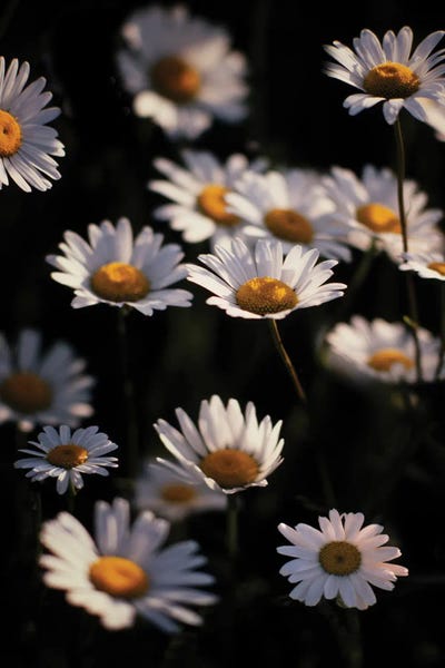 Dennis Frates - Multi Panel Prints: Daisy Flowers by Dennis Frates