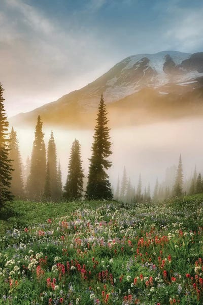 Evergreen Trees: Rainier Wildflowers by Dennis Frates