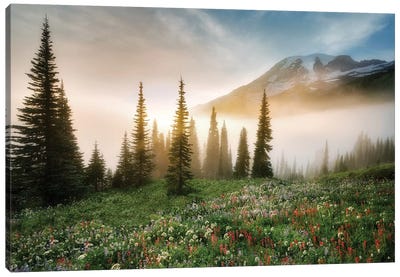 Rainier Wildflowerws Canvas Art Print - Mount Rainier National Park Art