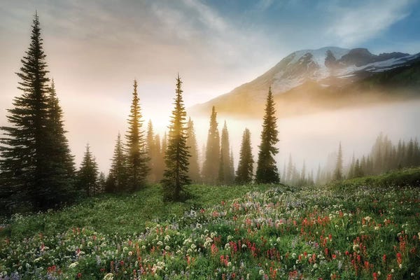 Mount Rainier National Park: Rainier Wildflowerws by Dennis Frates