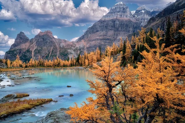 Rocky Mountains: Rocky Mt. Larch by Dennis Frates