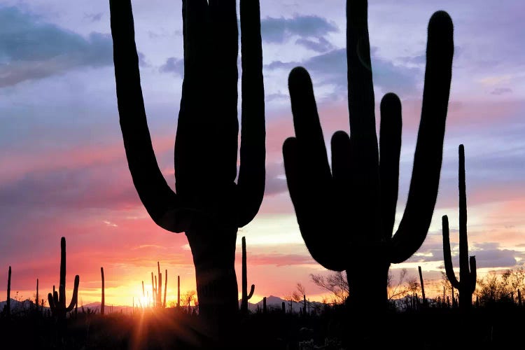 Saguaro Sunset by Dennis Frates wall art