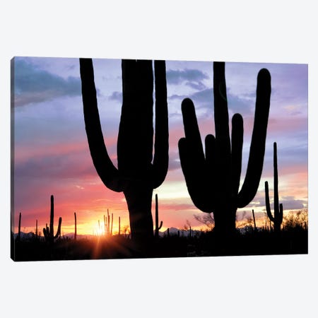Saguaro Sunset Canvas Print #DEN288} by Dennis Frates Canvas Wall Art