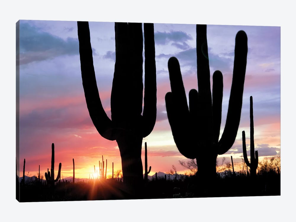 Saguaro Sunset by Dennis Frates 1-piece Art Print