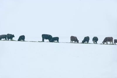 Snowy Cattle by Dennis Frates canvas print