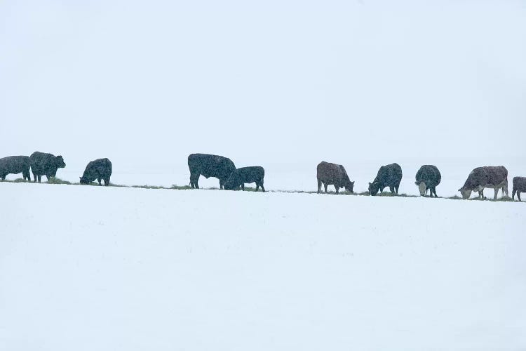 Snowy Cattle