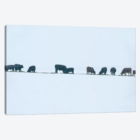 Snowy Cattle Canvas Print #DEN312} by Dennis Frates Canvas Art