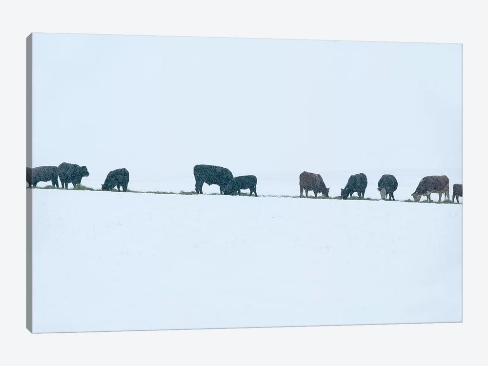 Snowy Cattle by Dennis Frates 1-piece Canvas Print