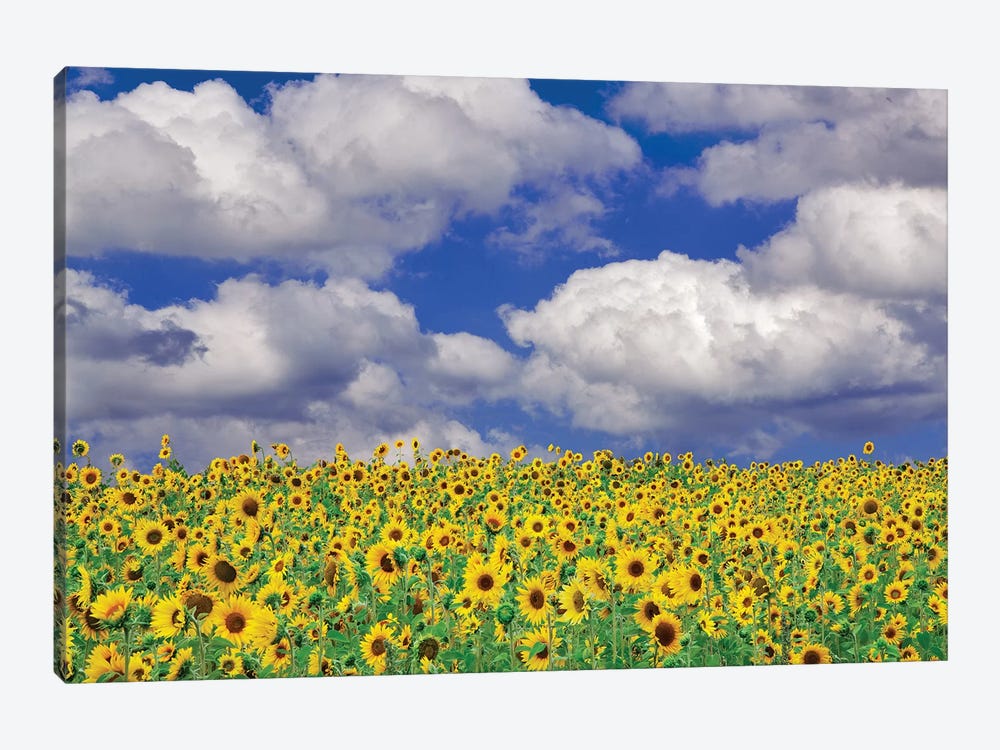 Sunny Sunflowers by Dennis Frates 1-piece Art Print