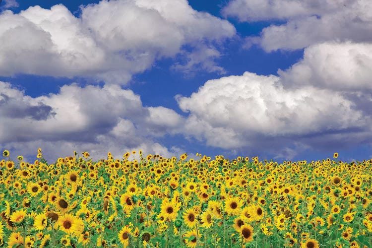 Sunny Sunflowers