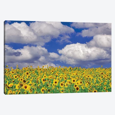Sunny Sunflowers Canvas Print #DEN332} by Dennis Frates Canvas Wall Art