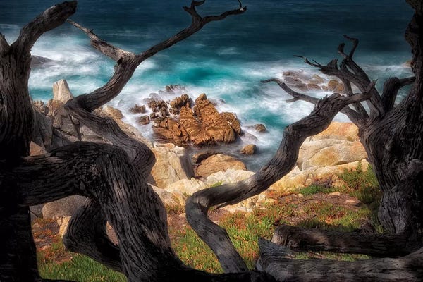 Tree Close-Ups: Surf Frame by Dennis Frates