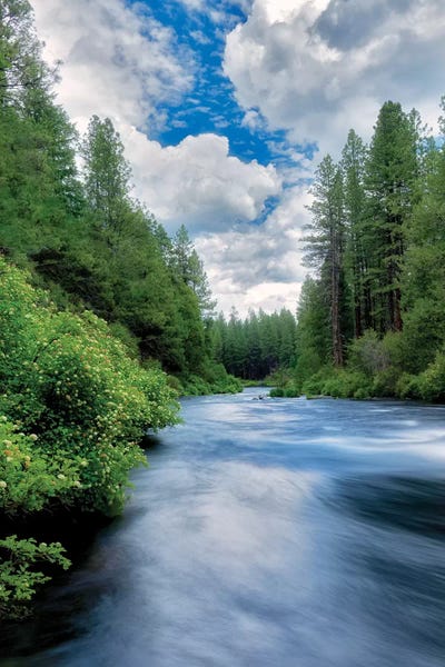 Evergreen Trees: Sweeping Spring River II by Dennis Frates