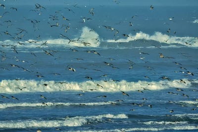 Take Flight by Dennis Frates canvas print